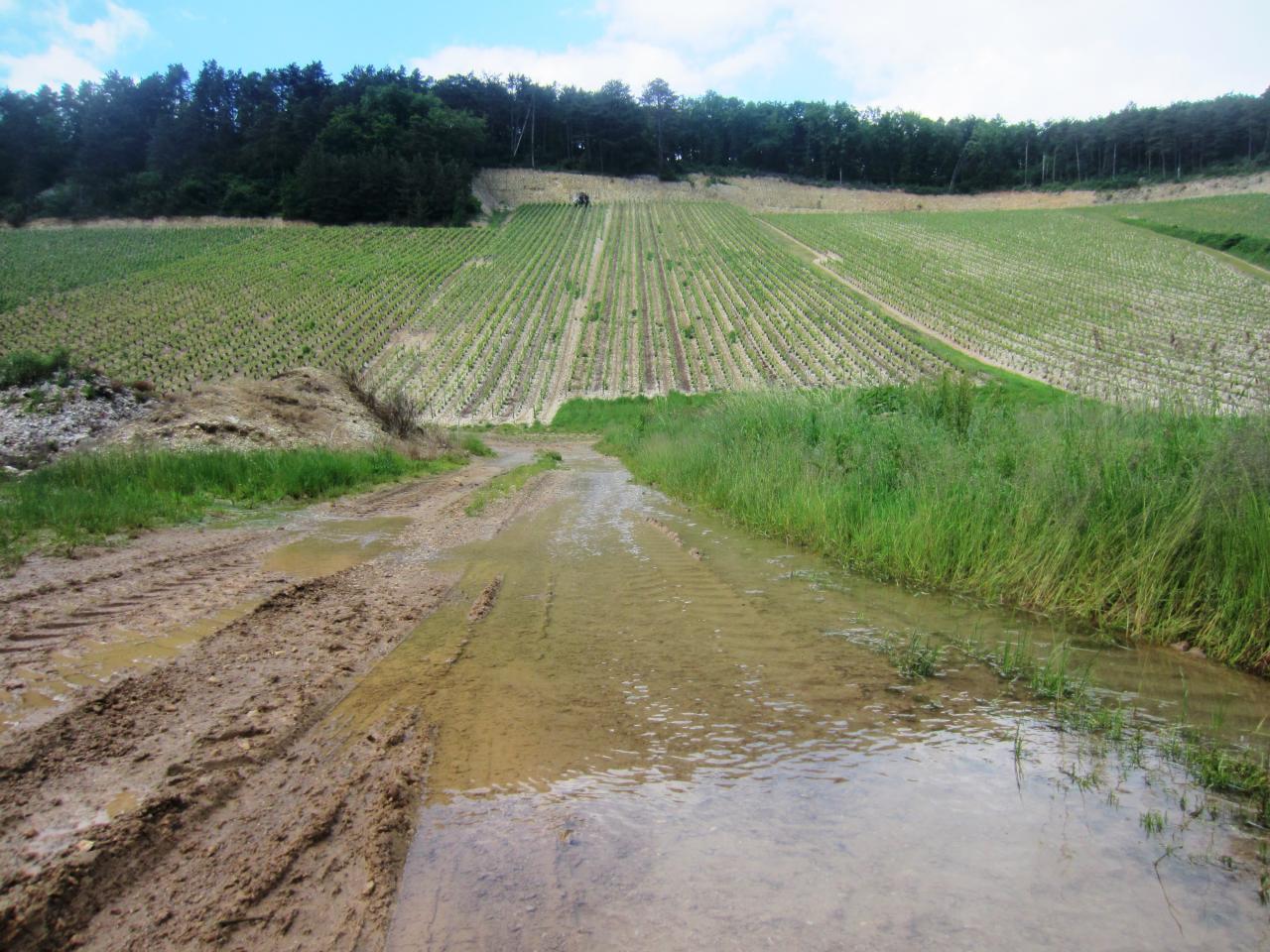 La parcelle dite du Bouillon, avec toute la pluie, les sources rejaillissent de terre