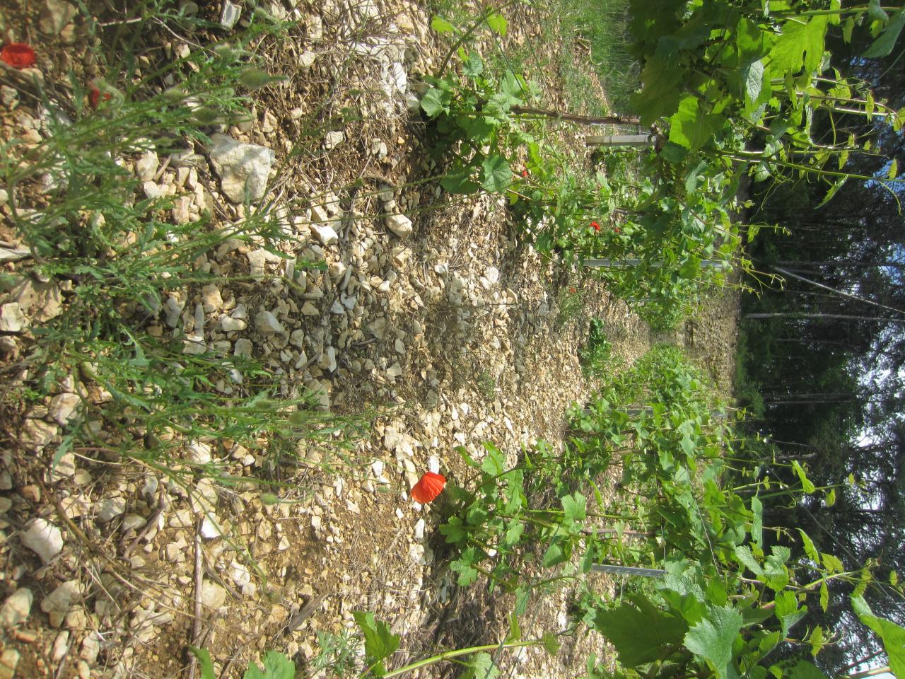 Coquelicot dans la parcelle du Bouillon