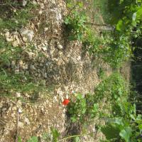 Coquelicot dans la parcelle du Bouillon