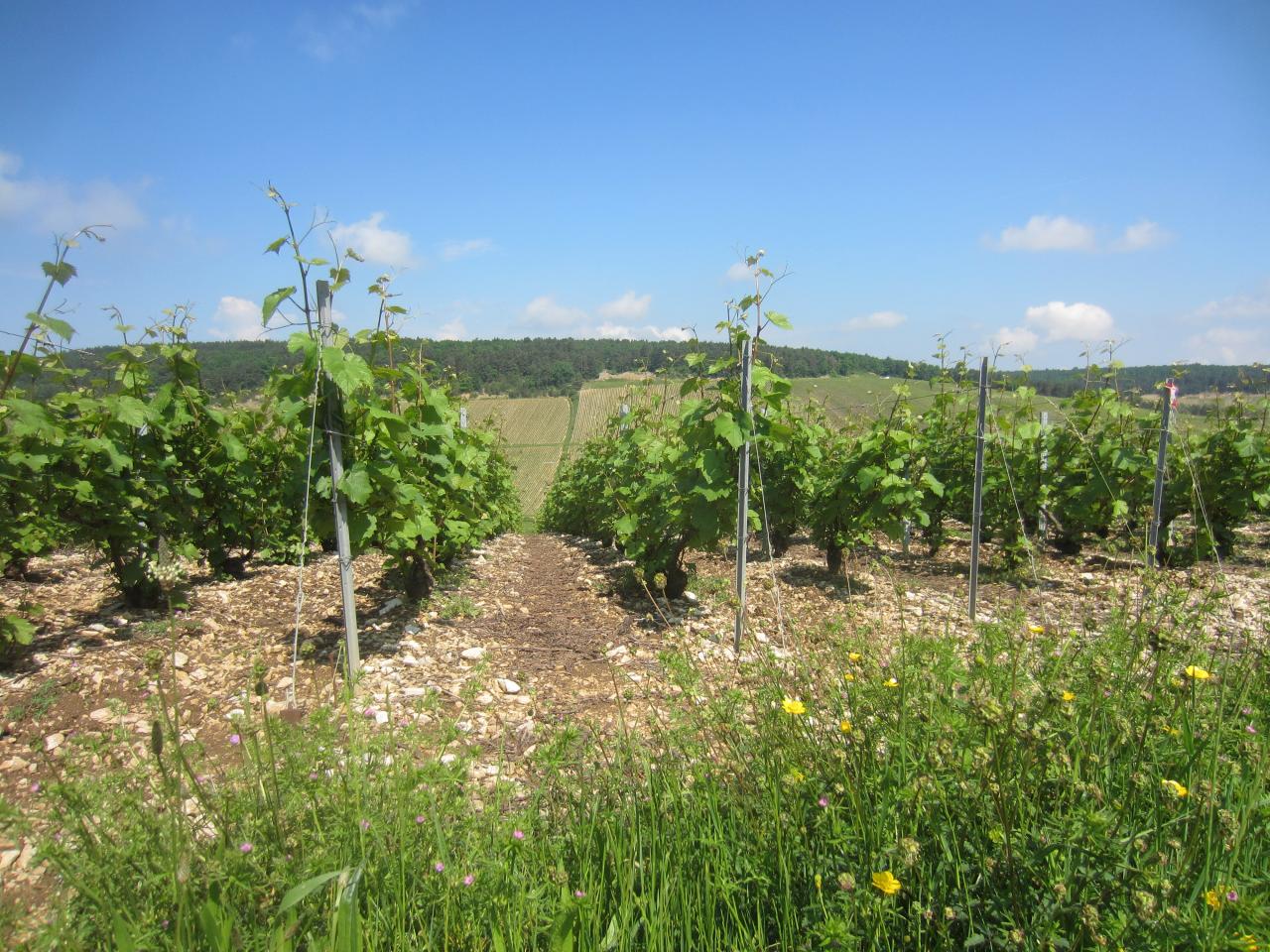 Nos chardonnays ont mieux résisté aux gelées