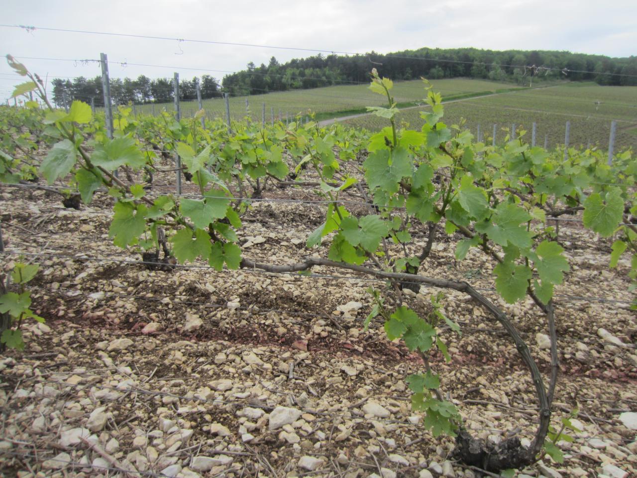 Nos Chardonnay en mai 2014