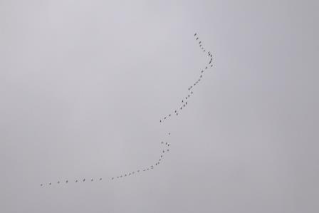 La migration des grues cendrées