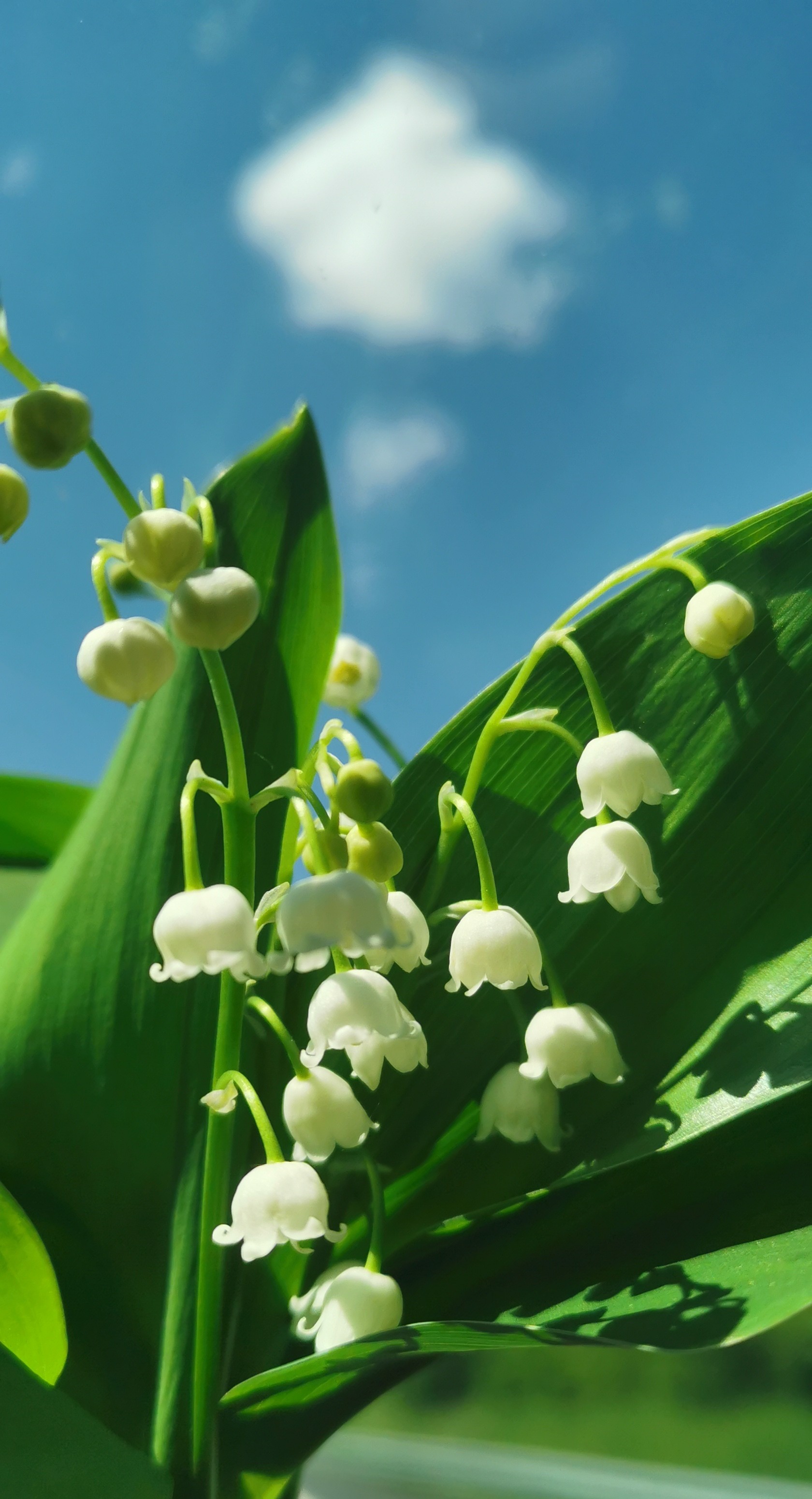 muguet