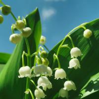 muguet