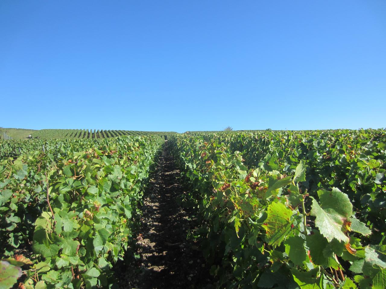 Temps au top pour vendanger