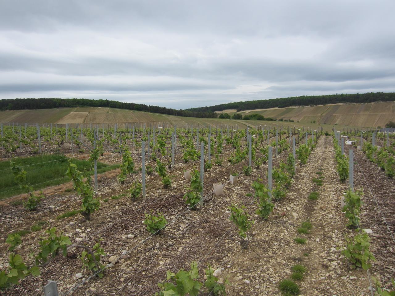 La parcelle des Montaux en mai 2014