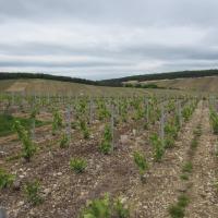 La parcelle des Montaux en mai 2014