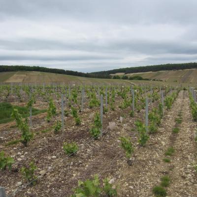 Le travail de la Vigne